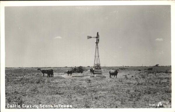 Texas City Rinder Cattle Grazing Scene