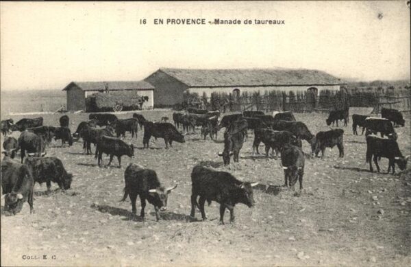 Kuehe Manade de taureaux