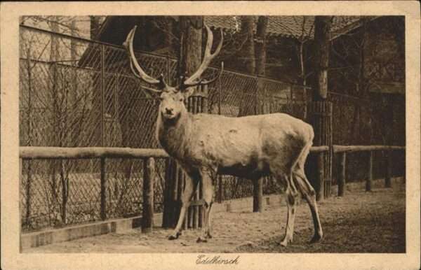 Hirsch Zoo Berlin