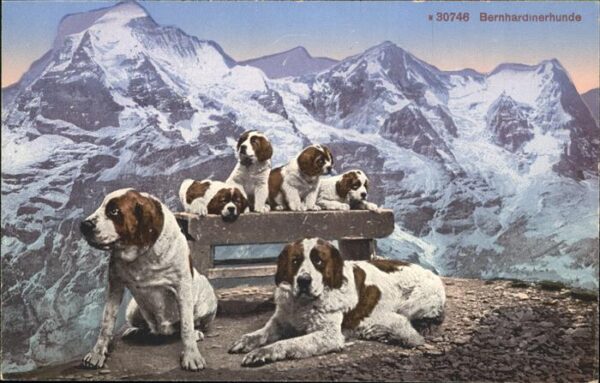 Hunde Bernhardiner