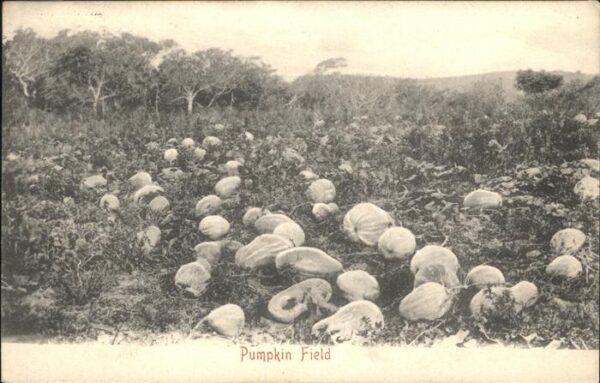 Pflanzen Pumpkin Fild