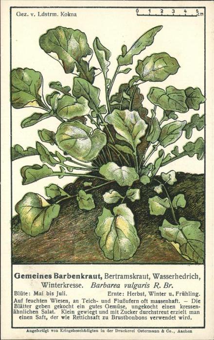Pflanzen Gemeines Barbenkraut