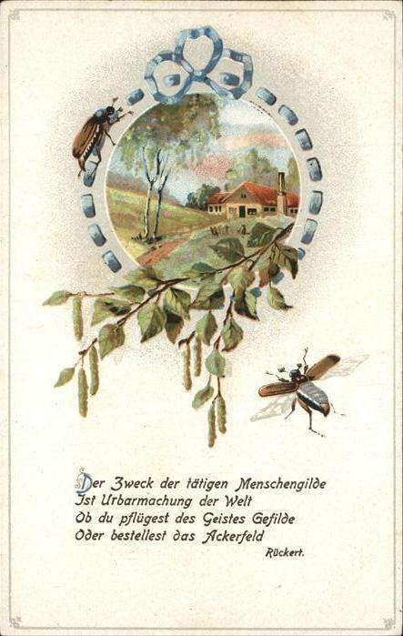 Maikaefer Cockchafer Hanneton