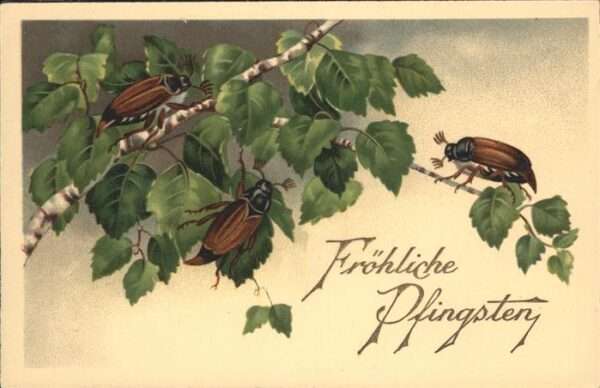 Pfingsten Pentecost Pentecote Maikäfer