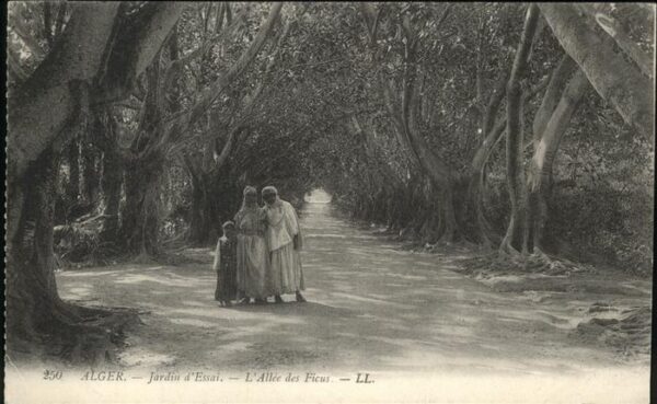 Alger Algerien Jardin Essai