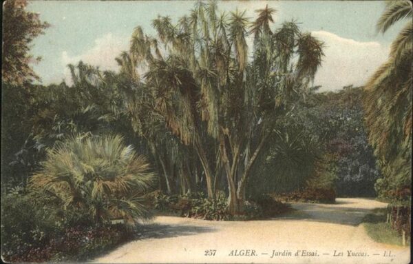 Alger Algerien Jardin Essai Yuccas