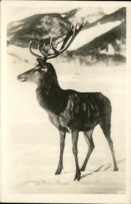 Hirsch