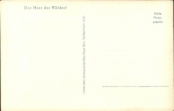 Hirsch – Bild 2