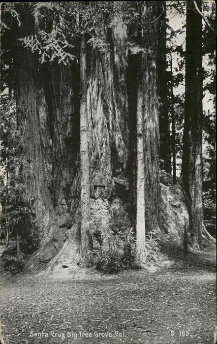 Santa Cruz California big Tree Grove Cal
