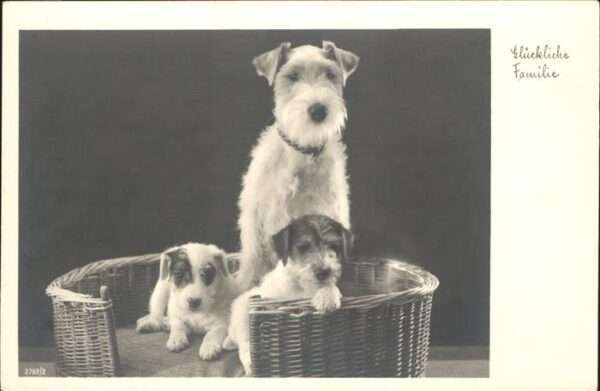 Hunde