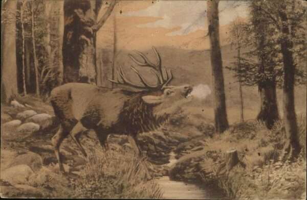 Hirsch