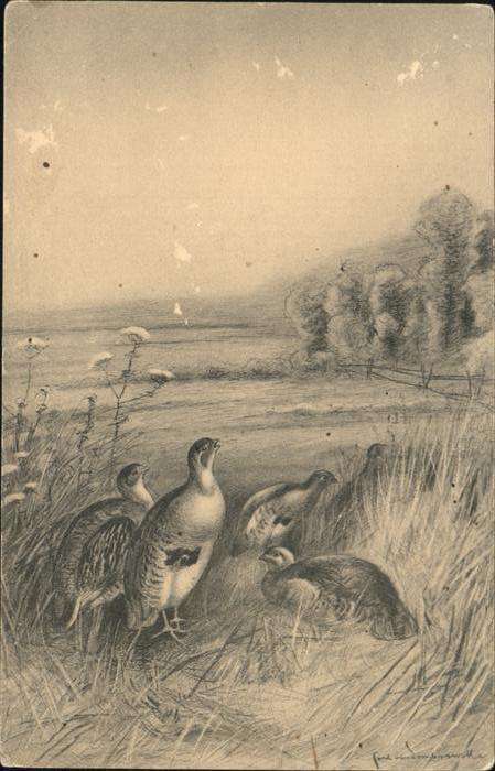 Voegel