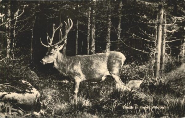 Hirsch