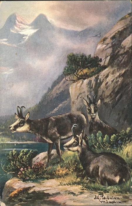 Ziege