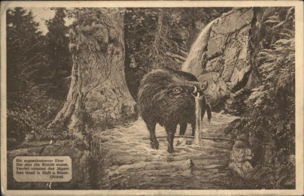 Tiere Wildschwein