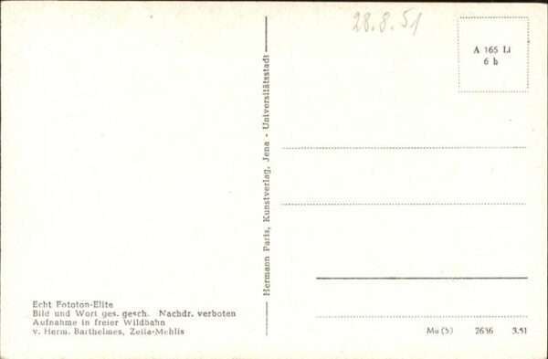 Reh – Bild 2