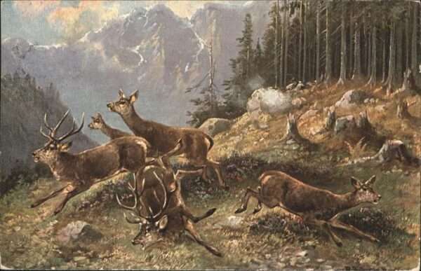 Hirsch