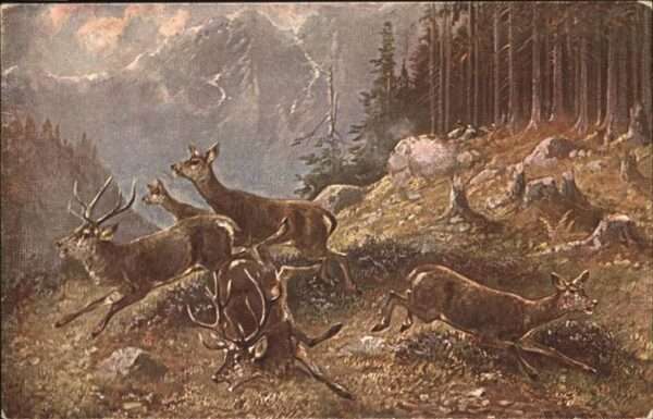 Hirsch