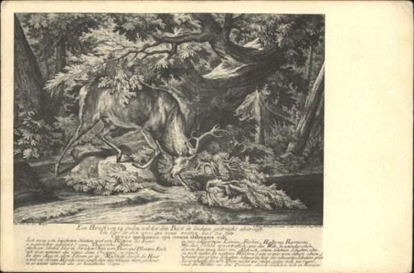Hirsch