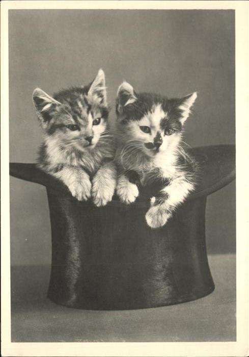 Katzen Zylinder