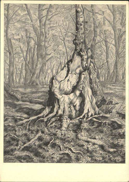 Hildegard Ebeling Besonnte Buche