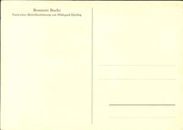 Hildegard Ebeling Besonnte Buche – Bild 2