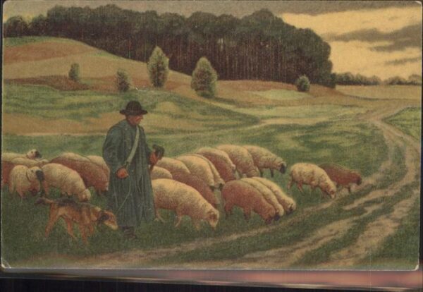 Schaeferei Landwirtschaft Schäfer Schafe Hund