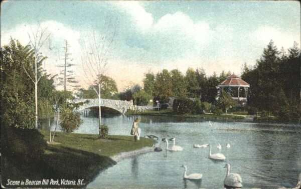 Victoria Illinois Beacon Hill Park Schwäne