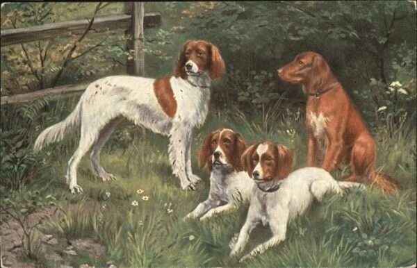 Hunde