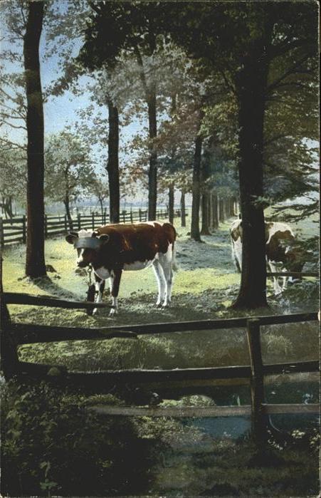 Verlag Photochemie Nr. 1698 Kühe