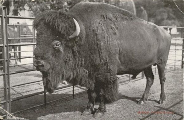 Tiere Bison