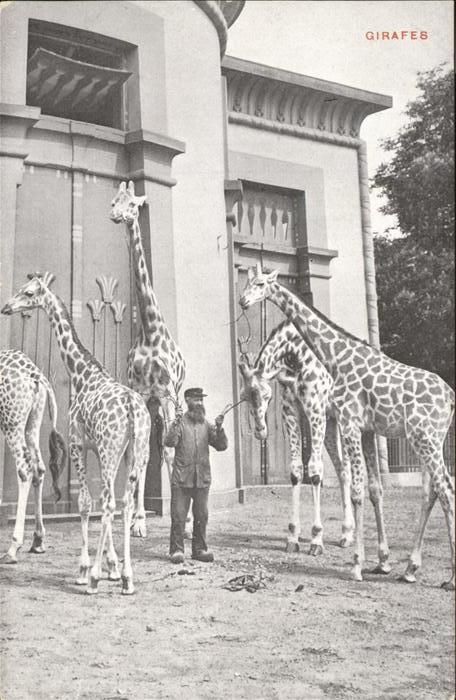 Tiere Gifarren