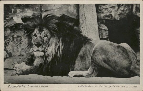 Zoo Mähnenlöwe Berlin