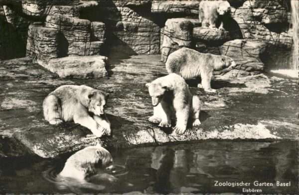 Zoo Eisbären Basel
