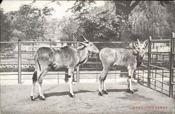 Zoo Antilopes Canna