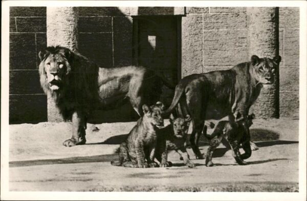 Zoo Löwenfamilie Hellabrunn