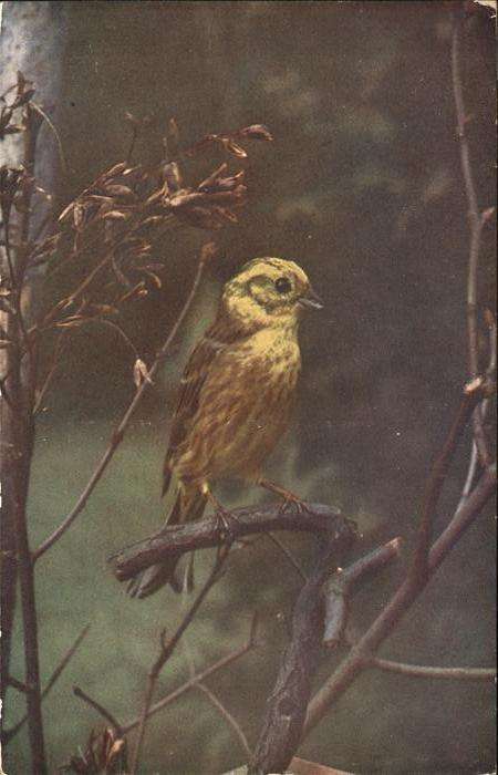 Tiere Goldammer Emberiza citrinella