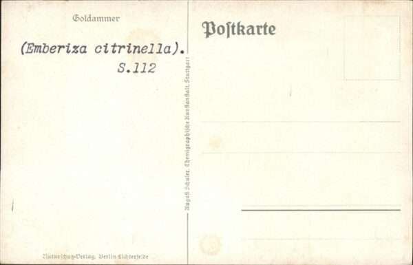 Tiere Goldammer Emberiza citrinella – Bild 2