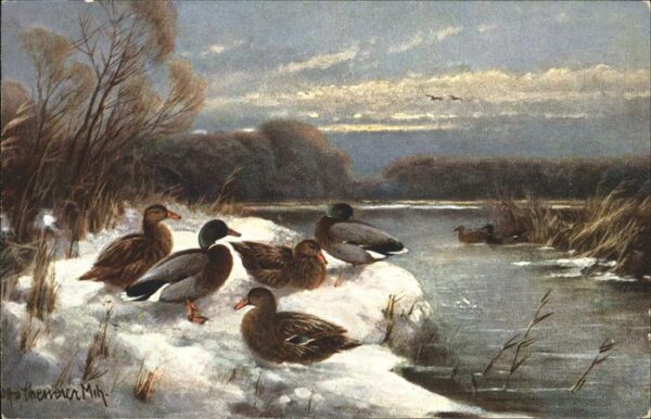 Enten