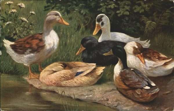 Enten