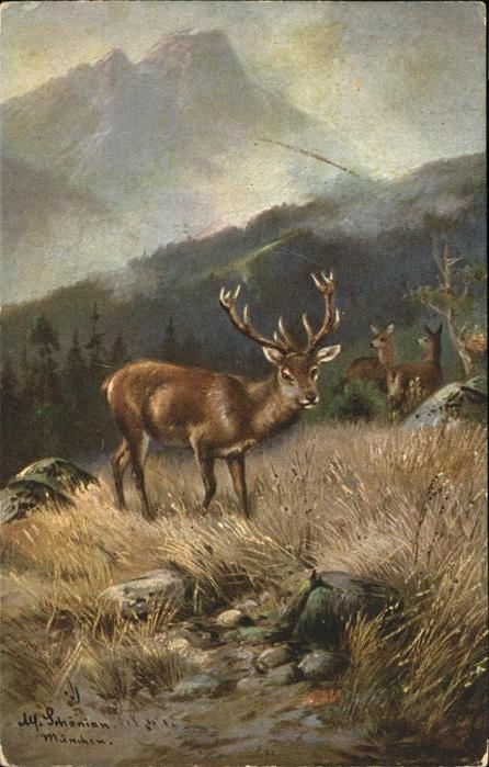Hirsch