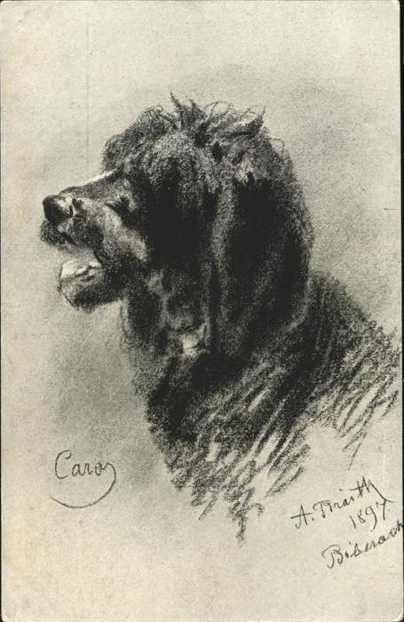 Kuenstlerkarte 106 A. Braith Hund
