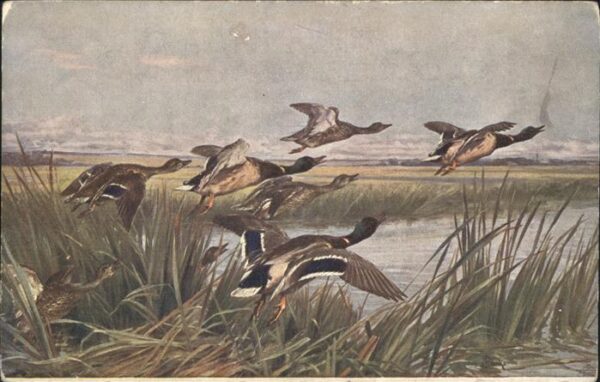 Enten
