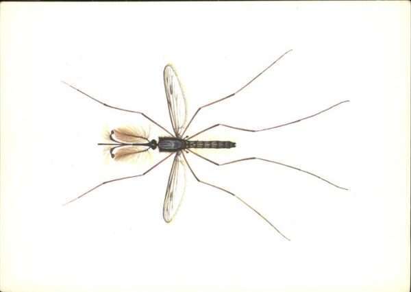Insekten