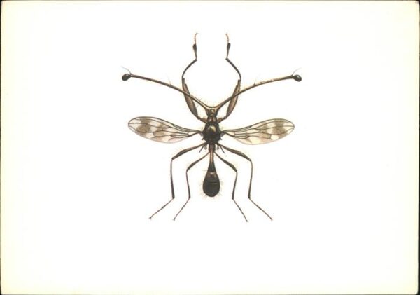 Insekten