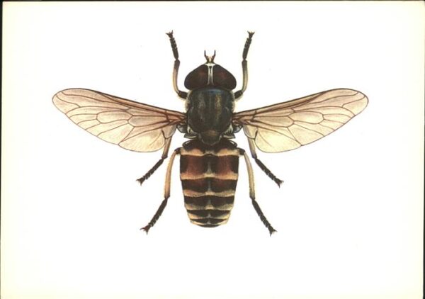 Insekten