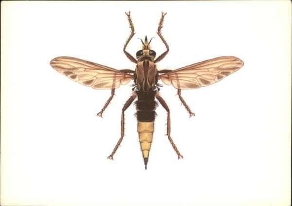 Insekten