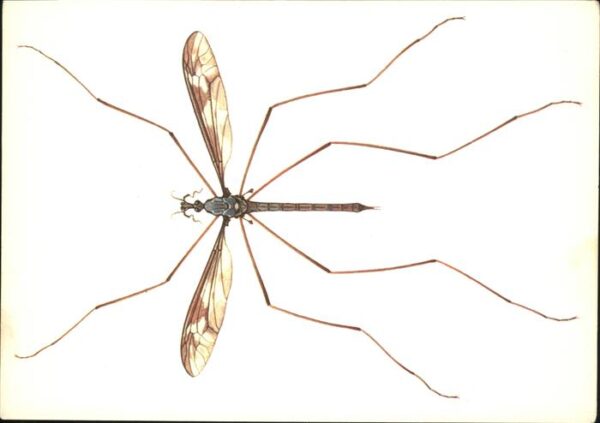 Insekten