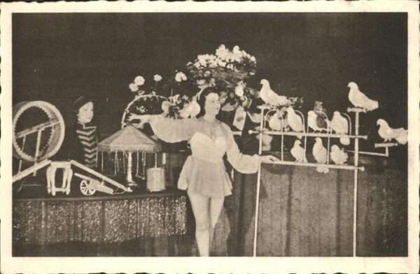 Zirkus Tauben