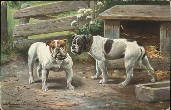 Hunde Englische Bulldoggen Künstlerkarte